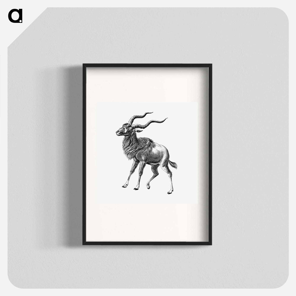 Vintage antelope wildlife illustration - エルンスト ヘッケル Poster.