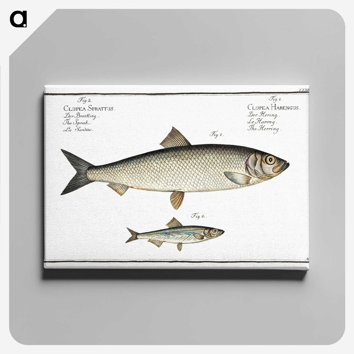 2-88_Ichtyologie-ou-Histoire-naturelle_canvas