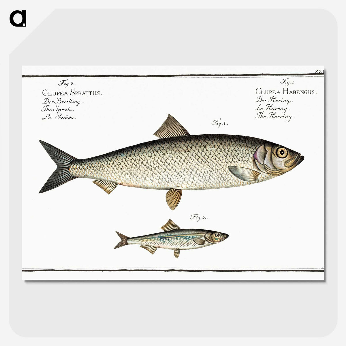 2-88_Ichtyologie-ou-Histoire-naturelle_picture-crop