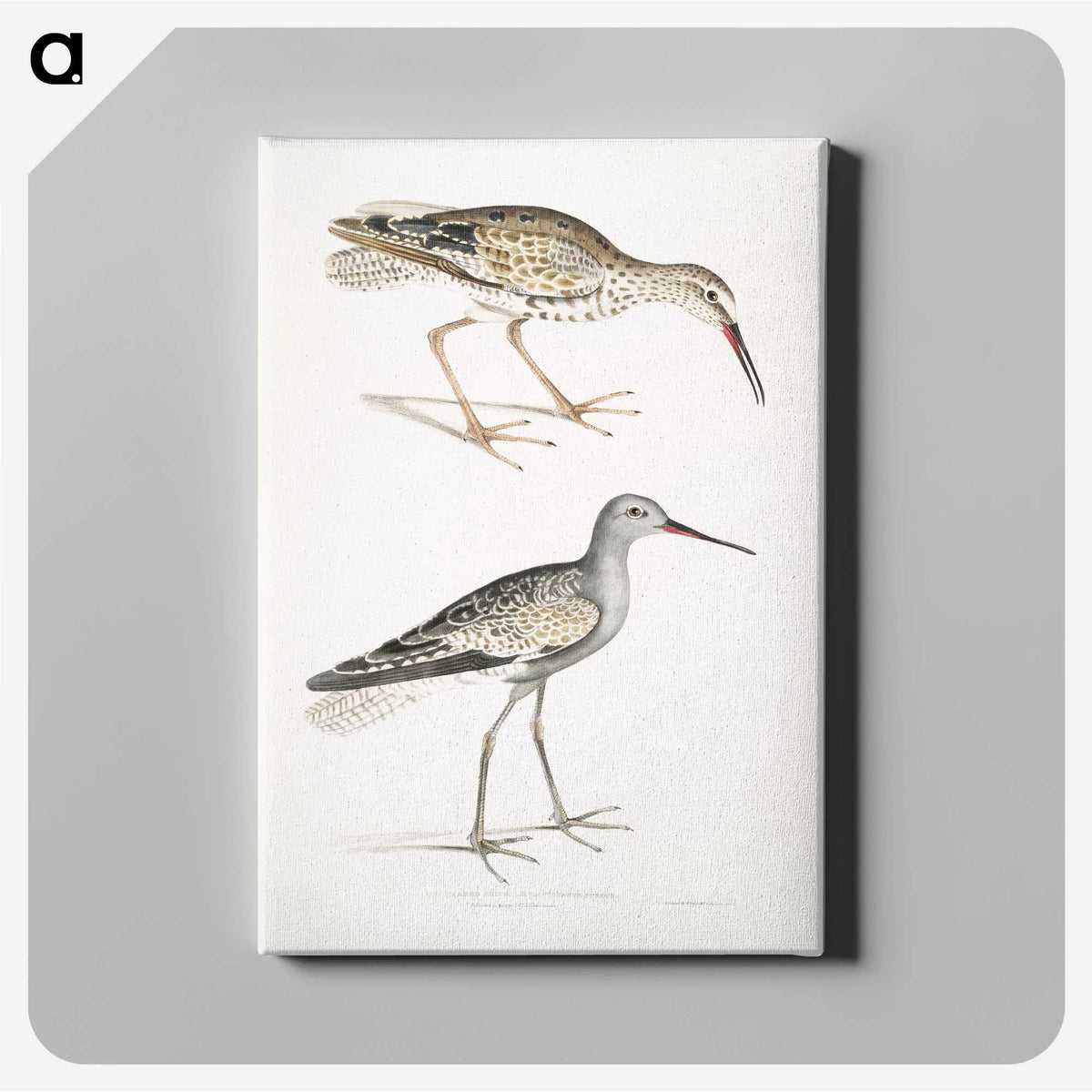 2-88_Indian-Zoology_canvas