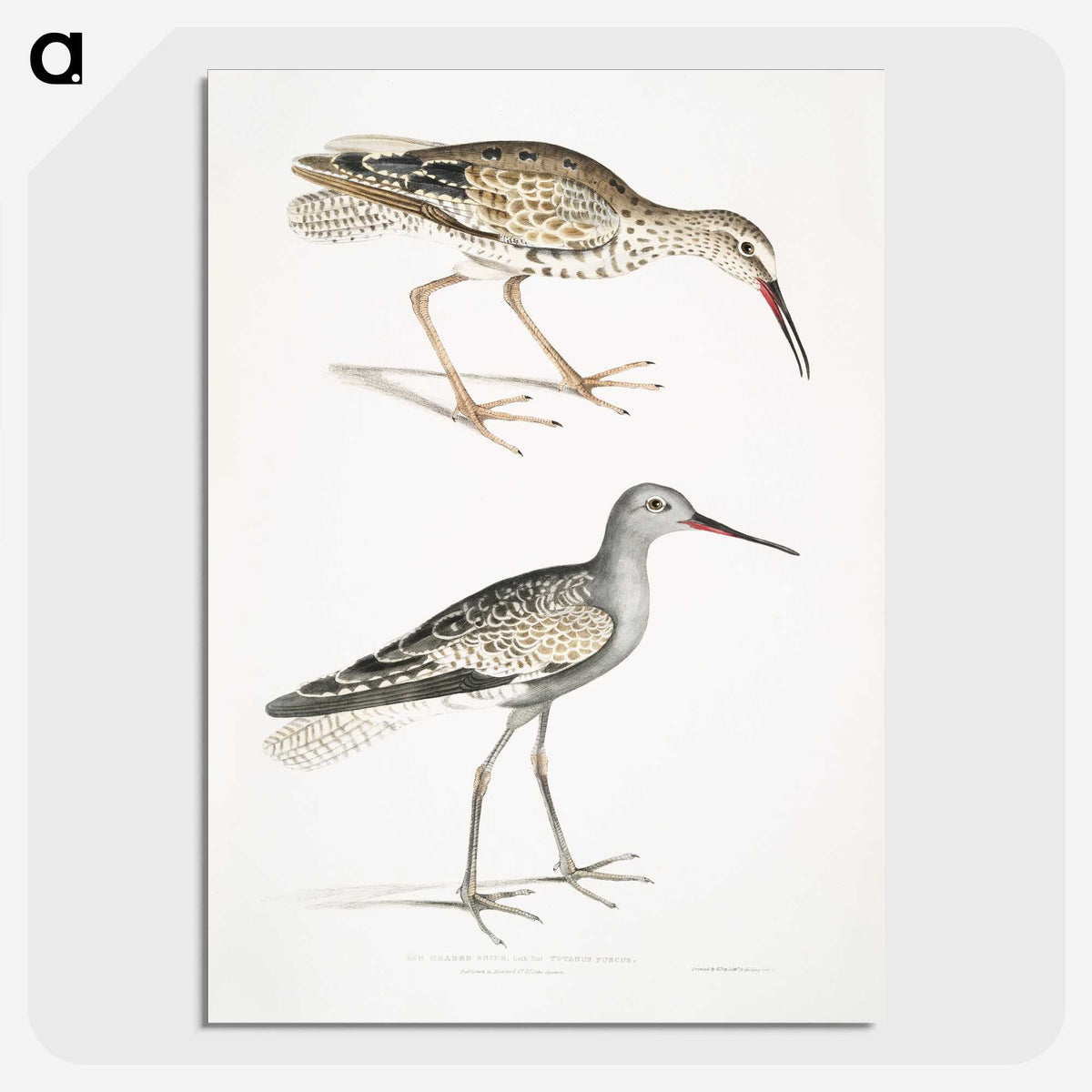 2-88_Indian-Zoology_picture-crop