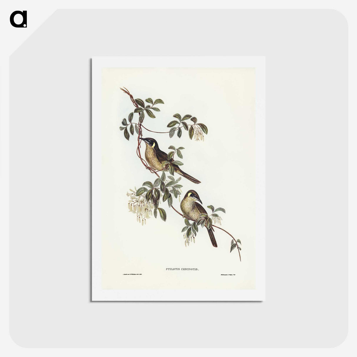 2-88_John-Gould_hagaki