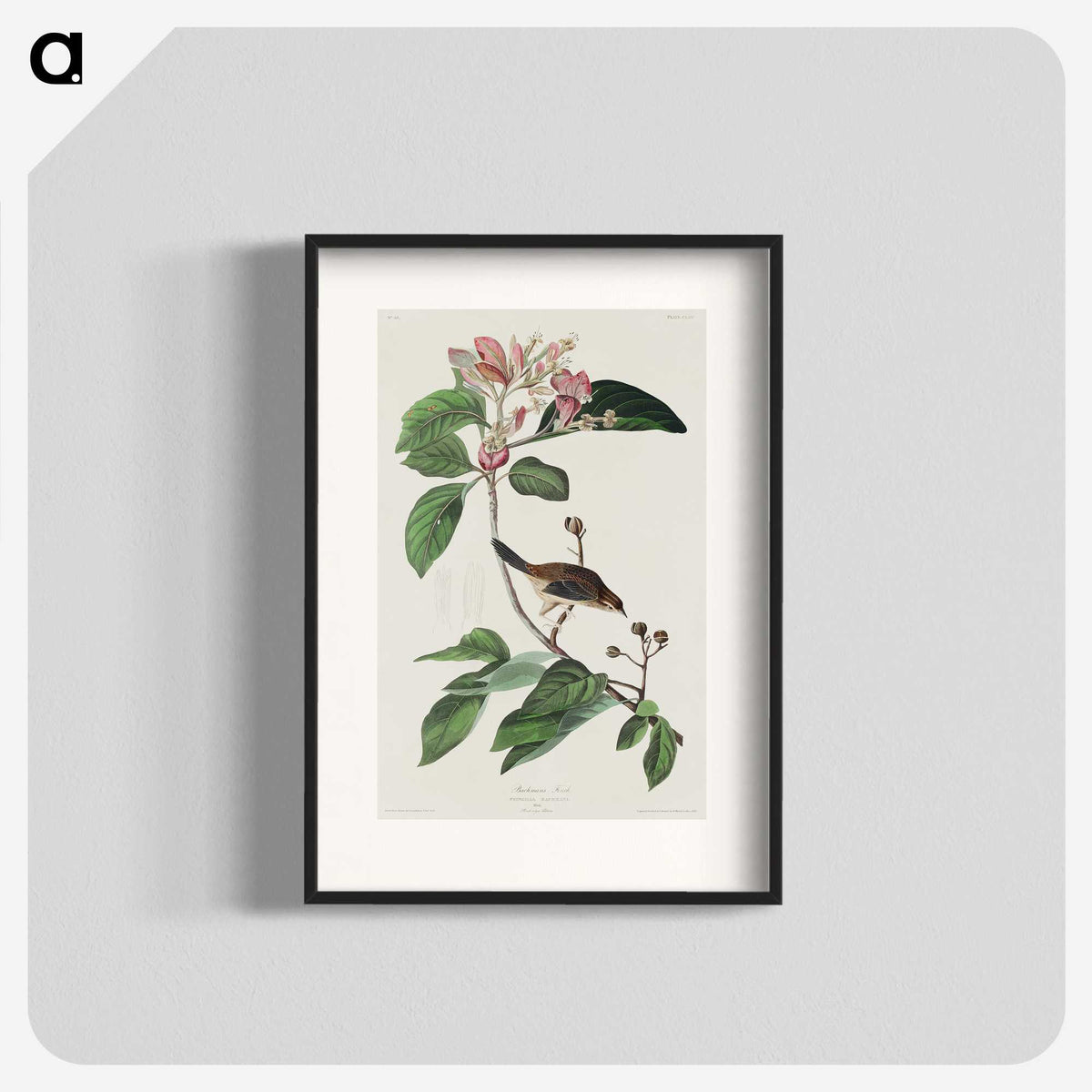 2-88_John-James-Audubon_blk