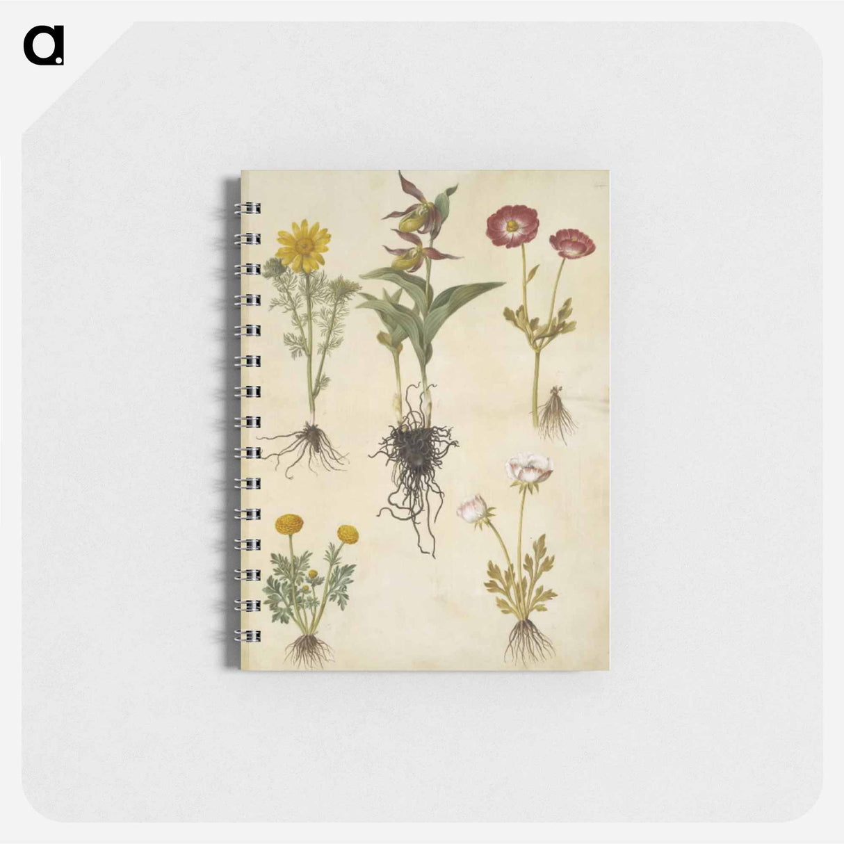 アートメモ帳-Spring Adonis, Lady's Slipper, and Buttercups
- マリア ジビーラ メーリアン Memo.