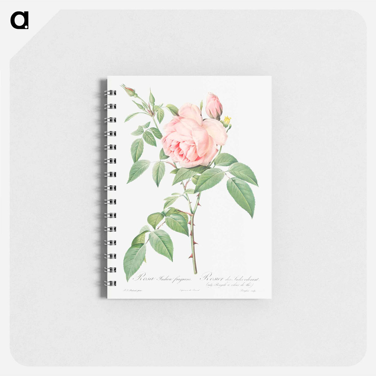 Rosa indica fragrans - ピエール ジョゼフ ルドゥーテ Memo.