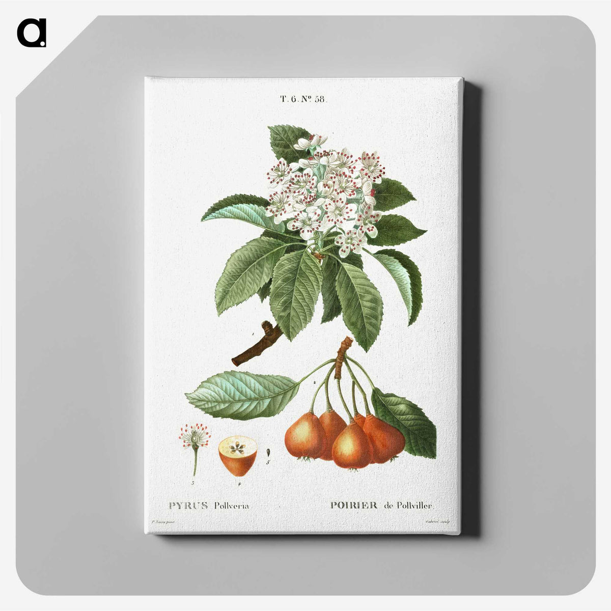 2-88_Treatise-on-Trees-and-Shrubs_canvas