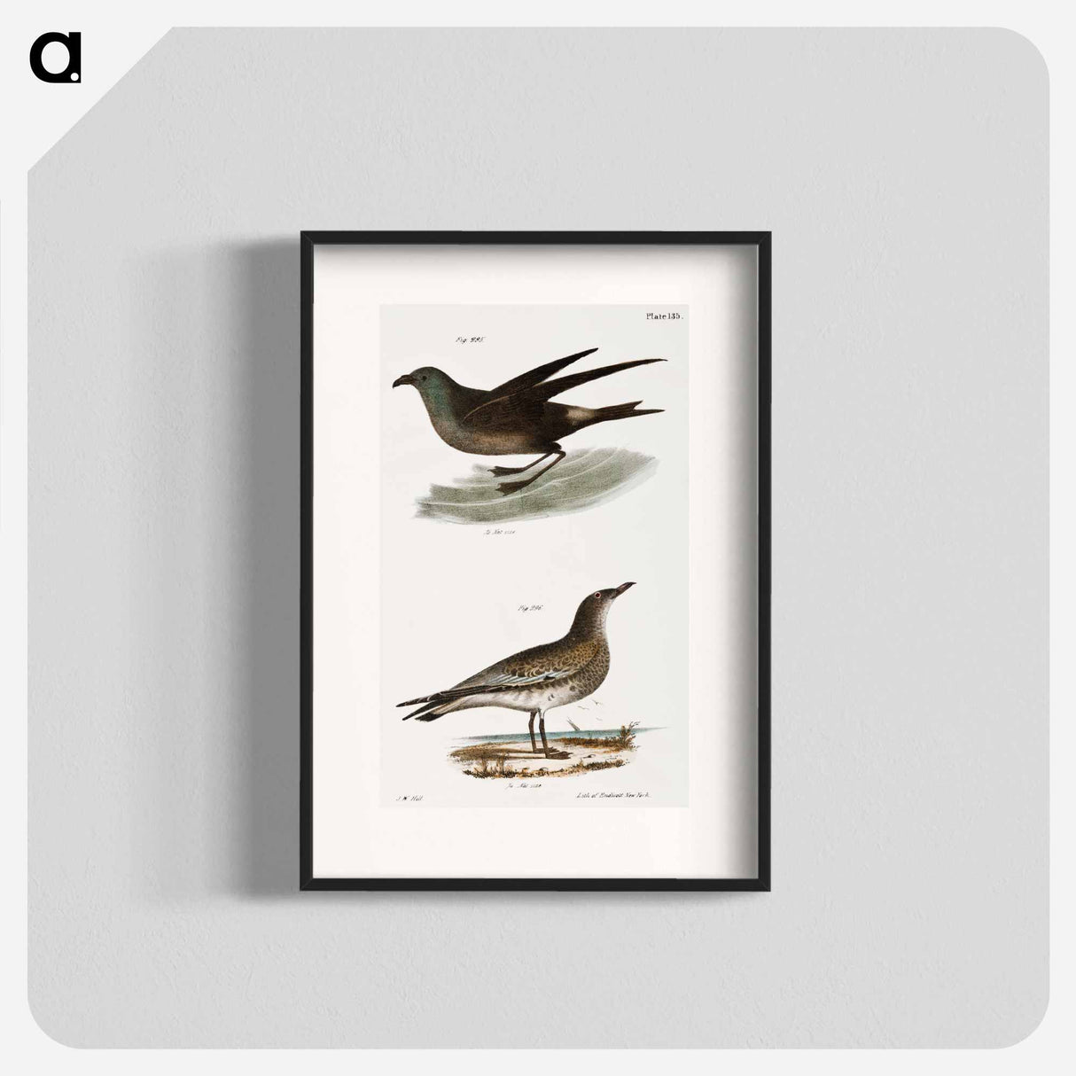 Fork-tailed Petrel (Thalassidroma leachi) 296. Laughing Gull (Larus atricilla) illustration from Zoology of New York by - Zoology of New York Poster.