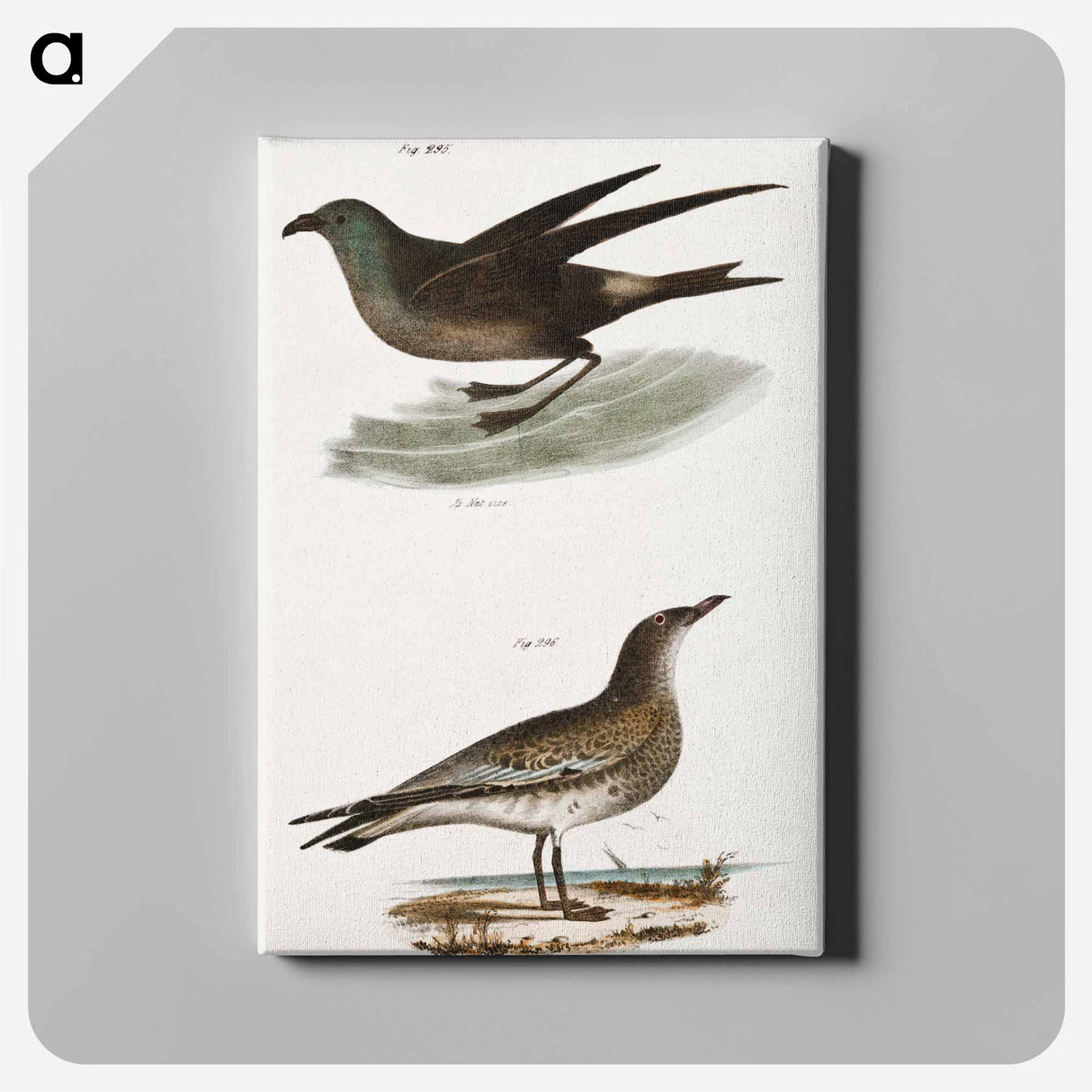 Fork-tailed Petrel (Thalassidroma leachi) 296. Laughing Gull (Larus atricilla) illustration from Zoology of New York by - ニューヨークの動物学 Canvas.
