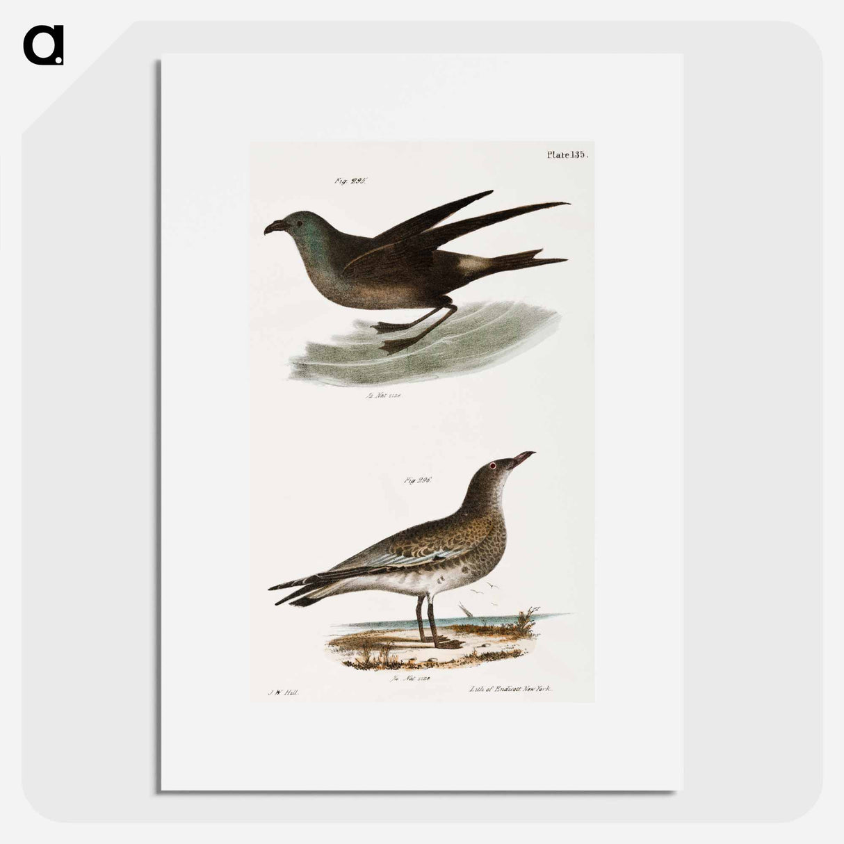 Fork-tailed Petrel (Thalassidroma leachi) 296. Laughing Gull (Larus atricilla) illustration from Zoology of New York by - Zoology of New York Poster.