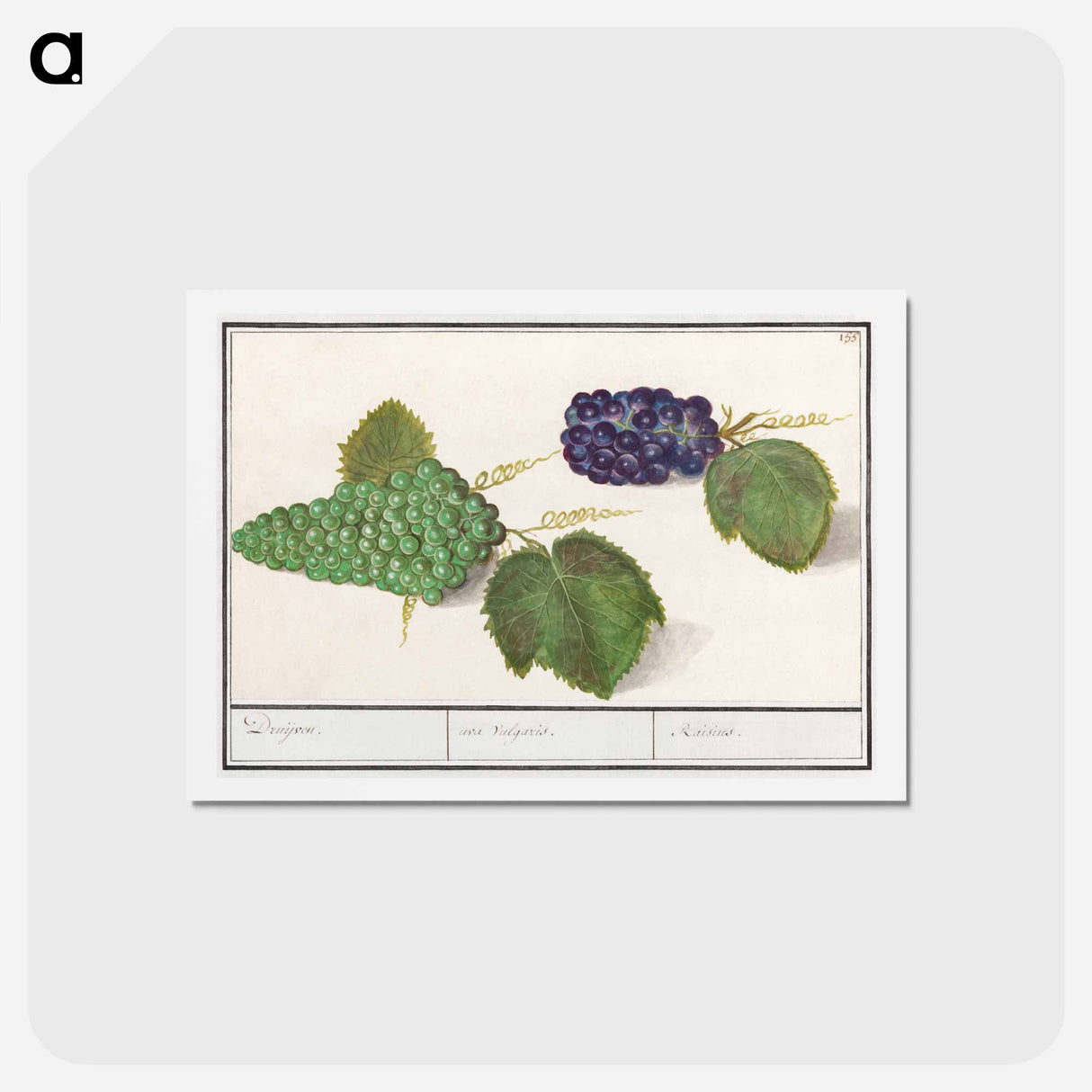 アートポストカード-Grape - アンセルムス ボエティウス デ ブート Postcard.