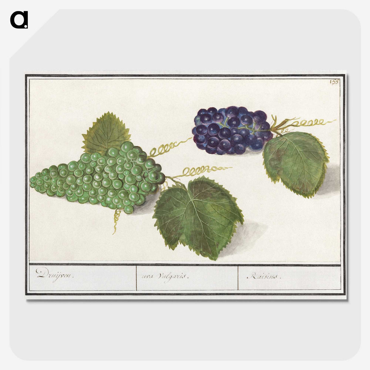 2-89_Anselmus-Boetius-de-Boodt_picture-crop