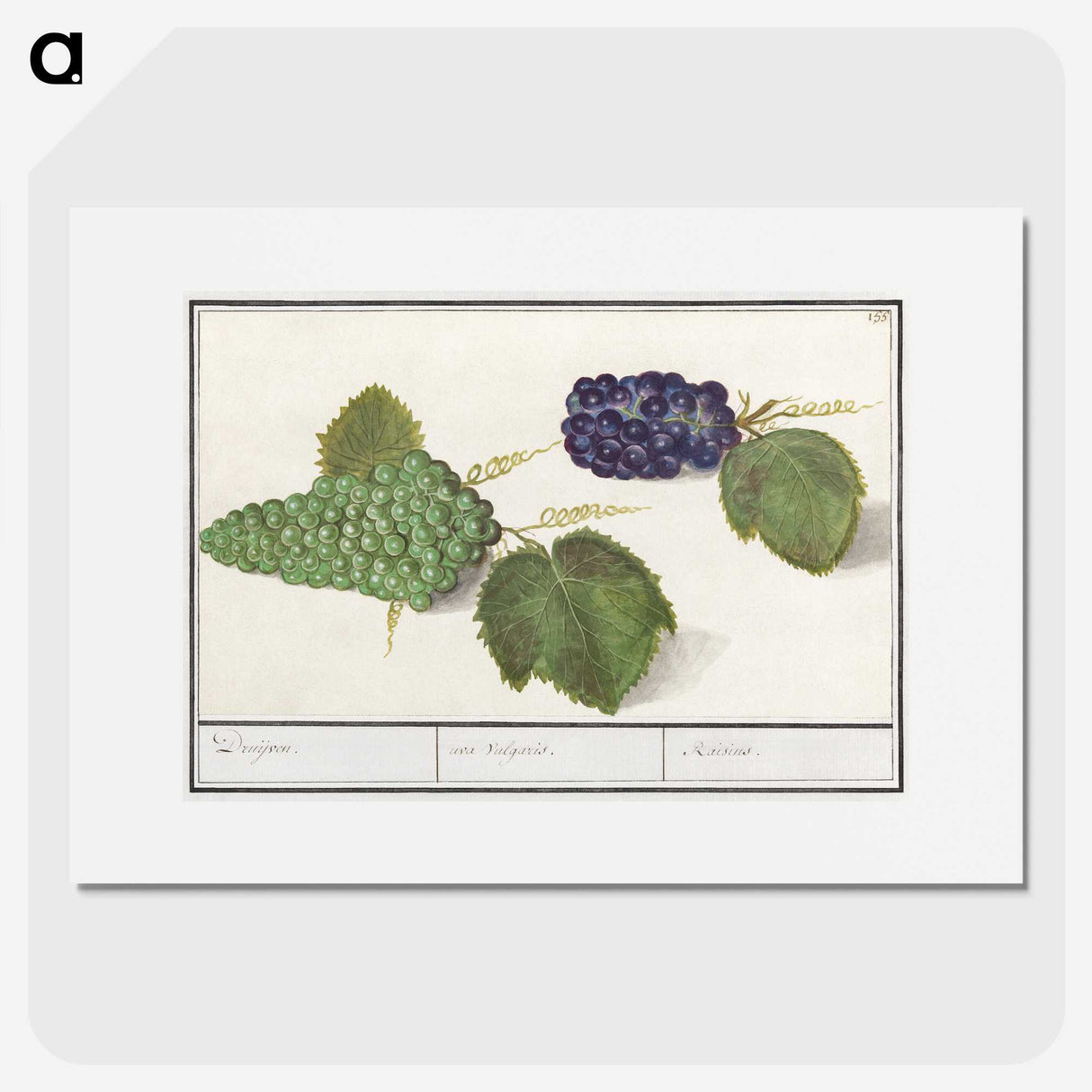 2-89_Anselmus-Boetius-de-Boodt_picture