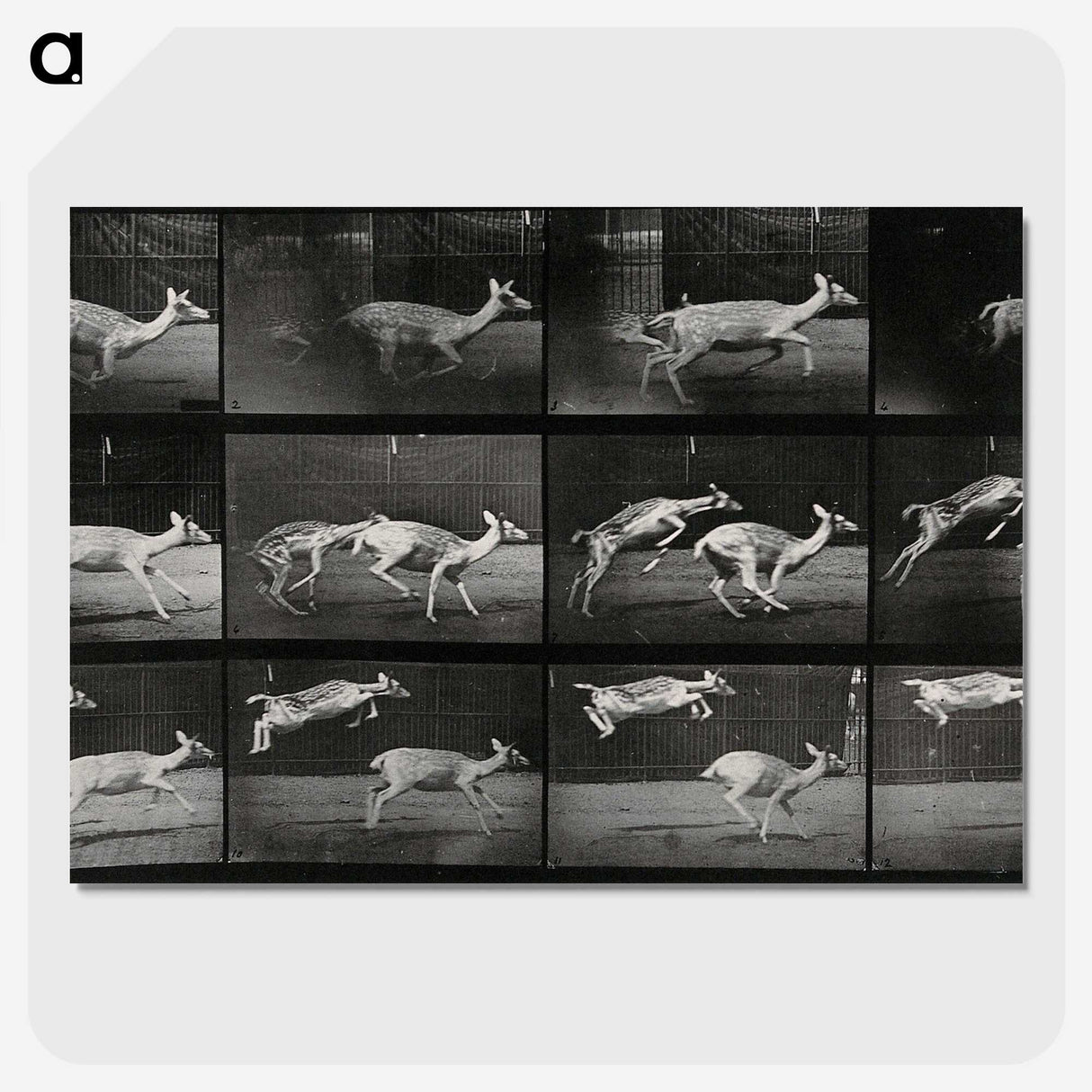 2-89_Eadweard-Muybridge_picture-crop