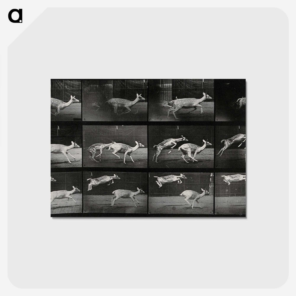 2-89_Eadweard-Muybridge_postcard