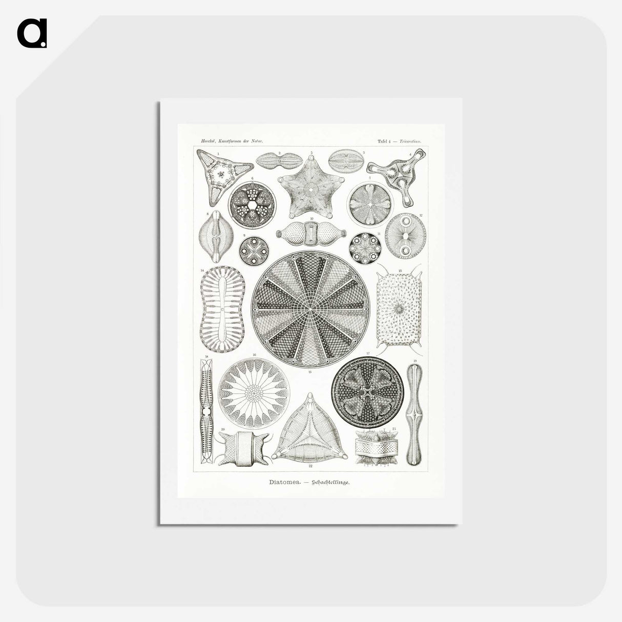 2-89_Ernst-Haeckel_hagaki