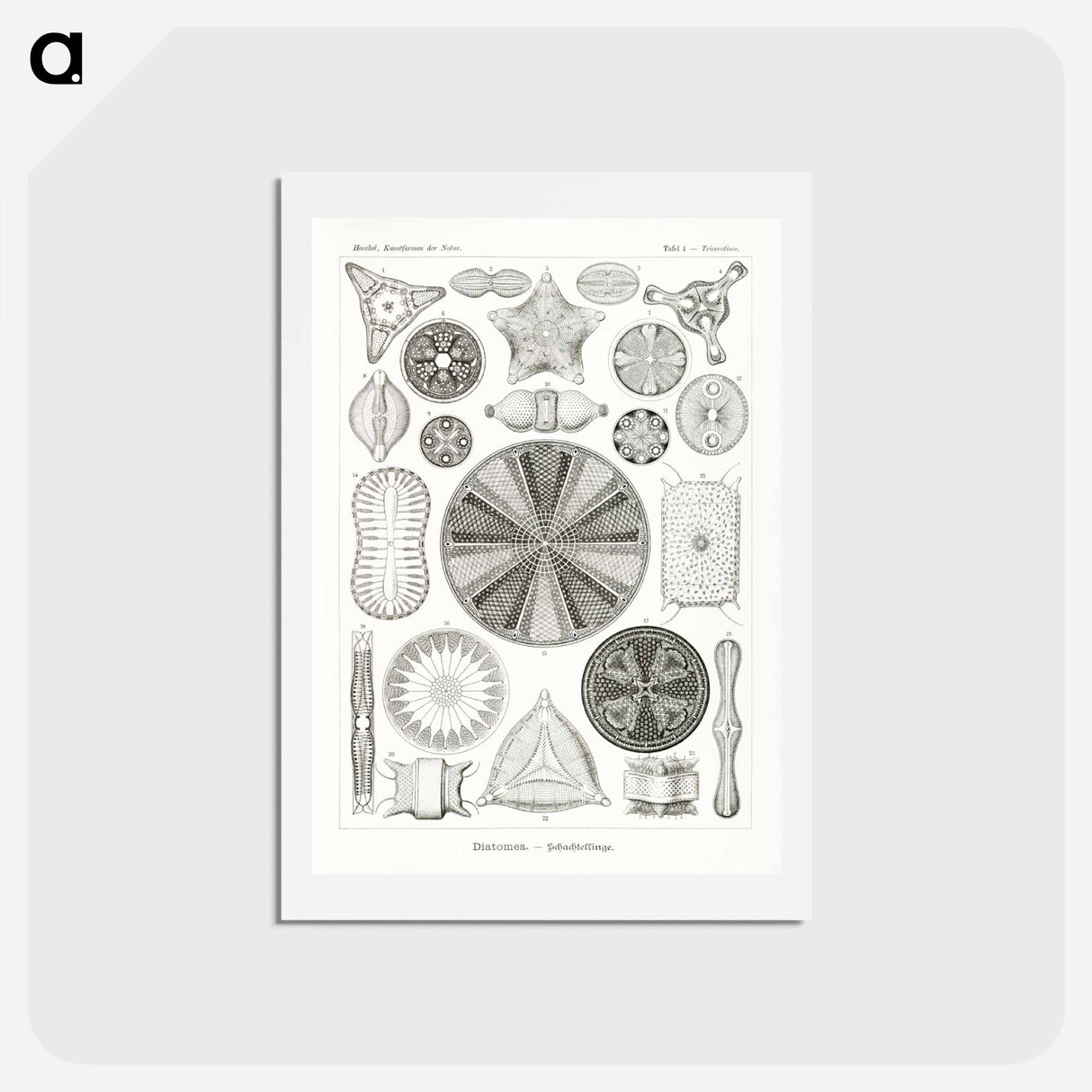 アートポストカード-Diatomea–Schachtellinge from Kunstformen der Natur - エルンスト ヘッケル Postcard.