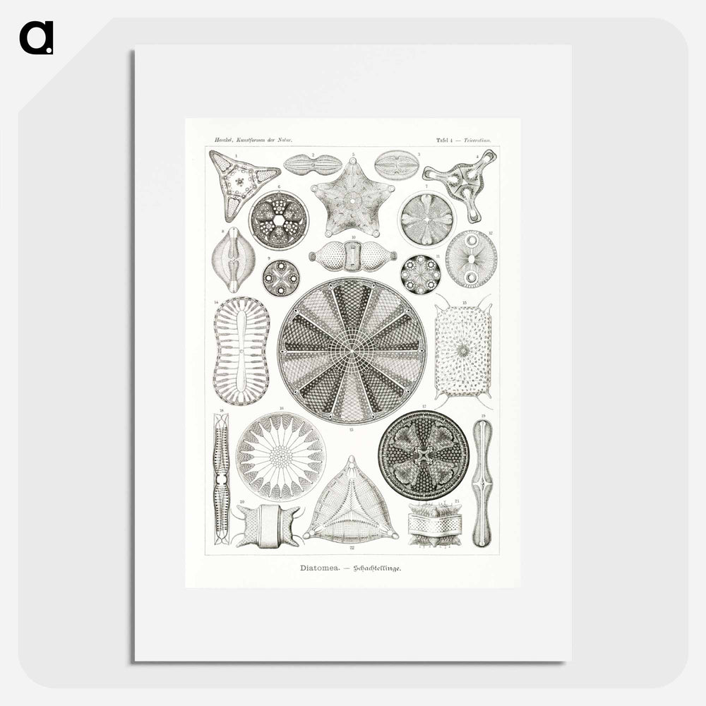 Diatomea–Schachtellinge from Kunstformen der Natur - エルンスト ヘッケル Poster.