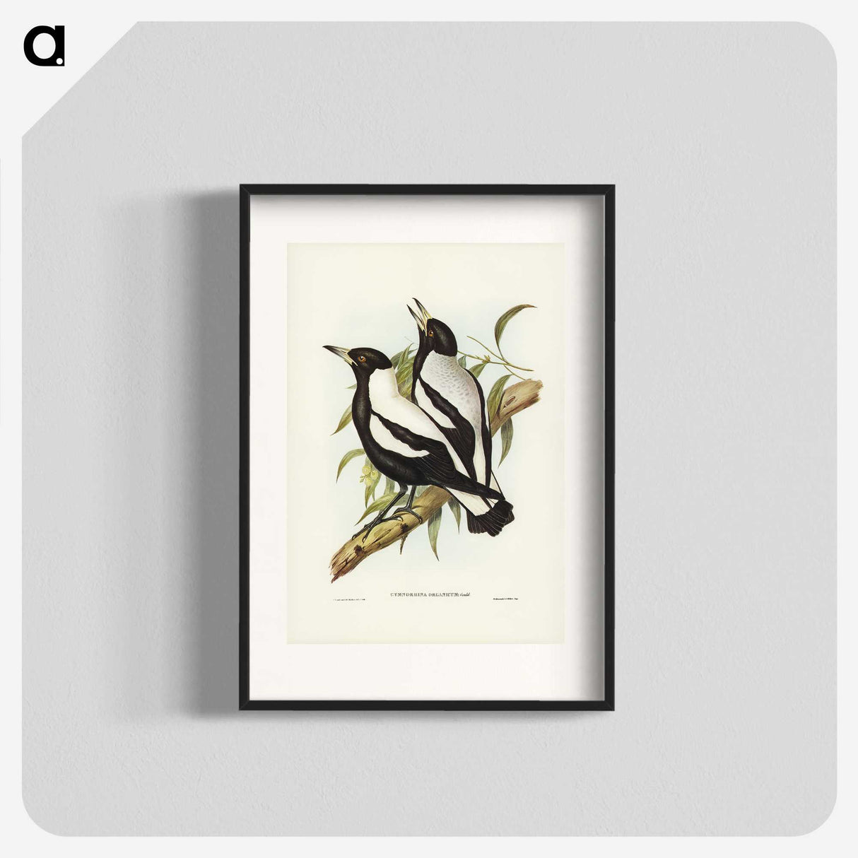 2-89_John-Gould_blk