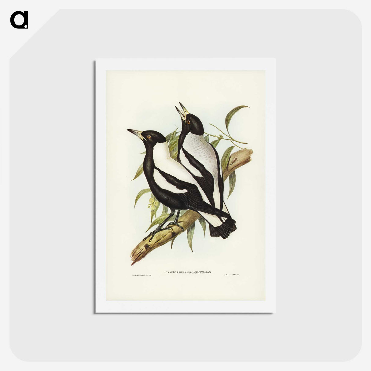 2-89_John-Gould_hagaki