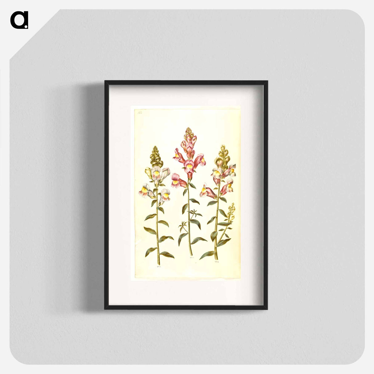 アートポスター-Antirrhinum majus
- マリア ジビーラ メーリアン Poster.