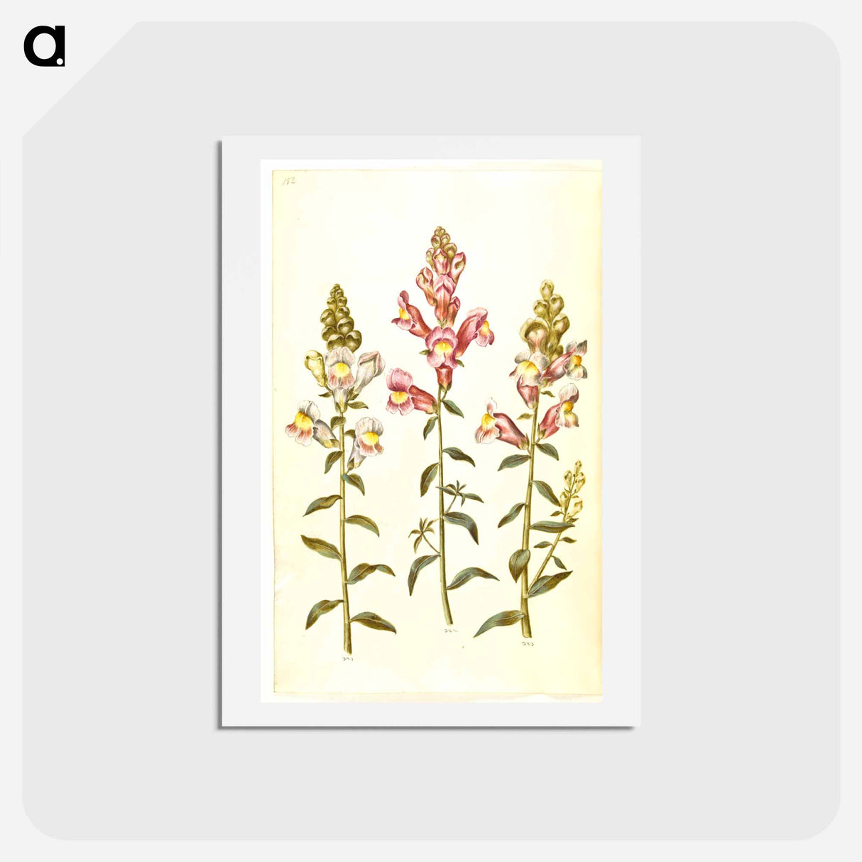 アートポストカード-Antirrhinum majus
- マリア ジビーラ メーリアン Postcard.