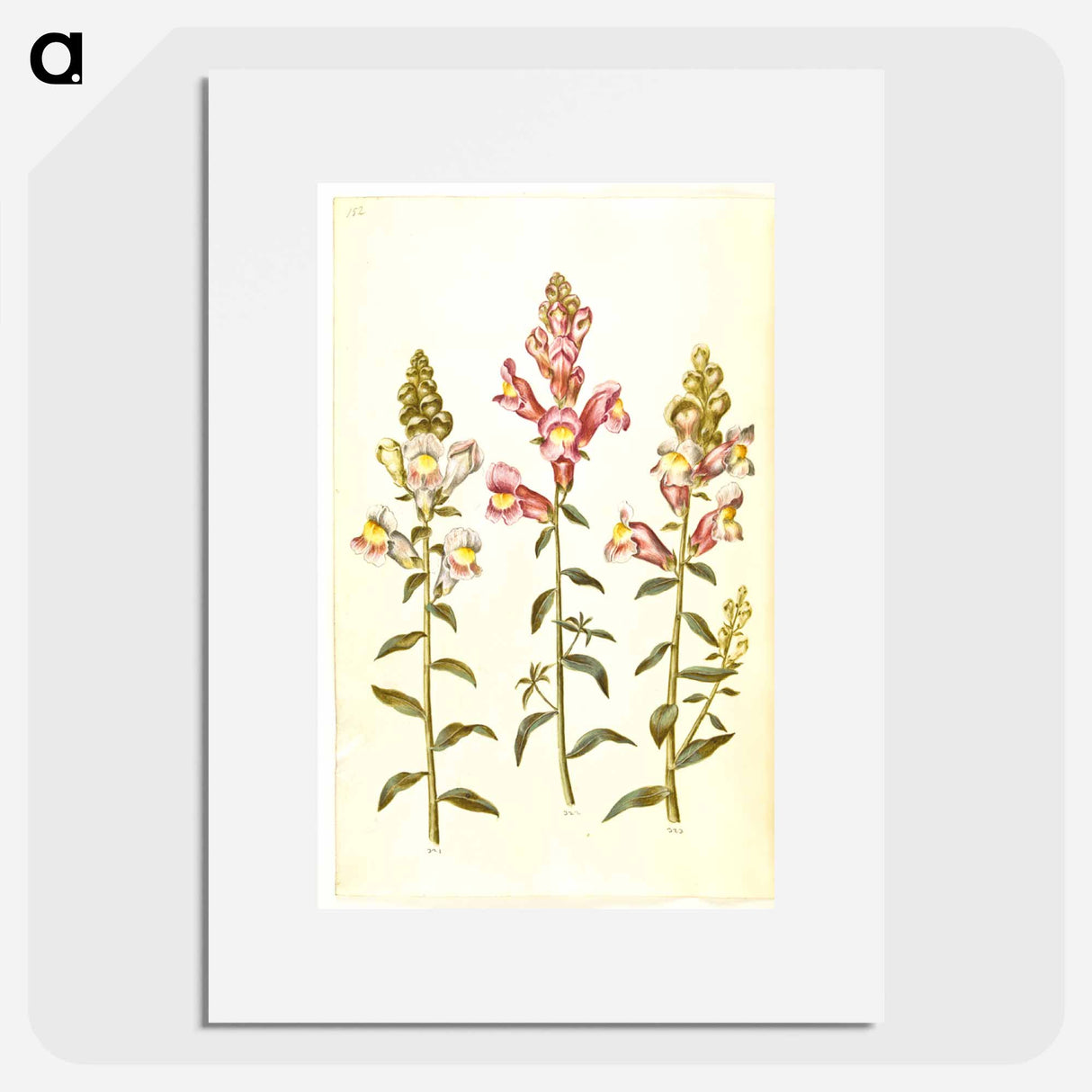 アートポスター-Antirrhinum majus
- マリア ジビーラ メーリアン Poster.