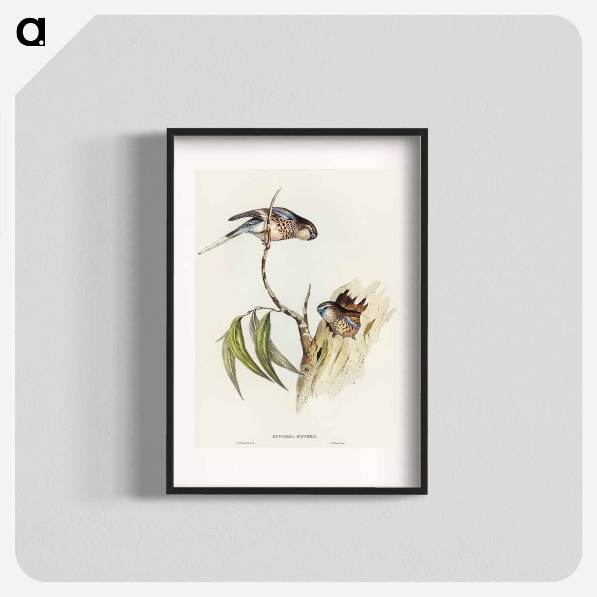 Bouke's Grass-Parakeet
- オーストラリアの鳥 Poster.