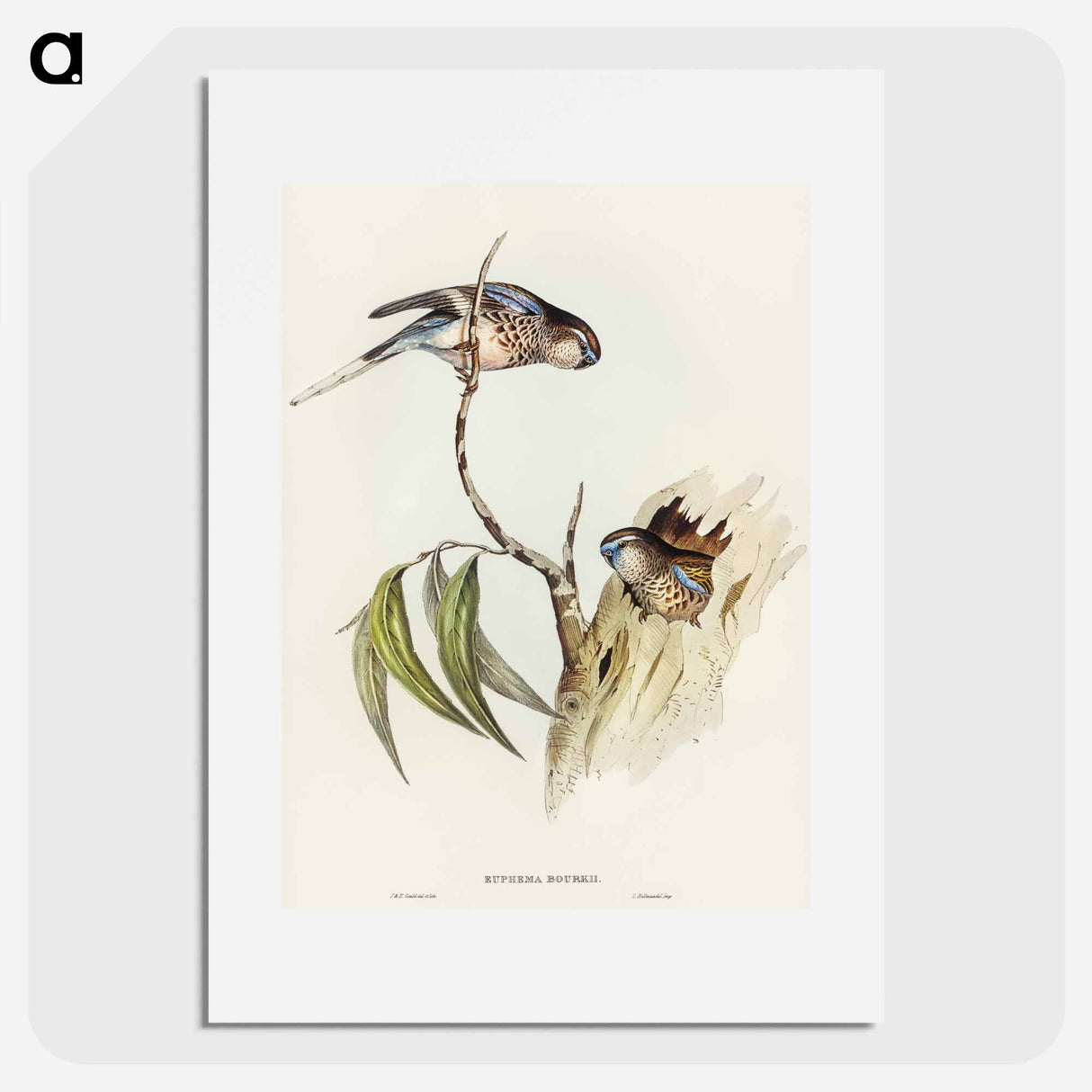 Bouke's Grass-Parakeet
- オーストラリアの鳥 Poster.