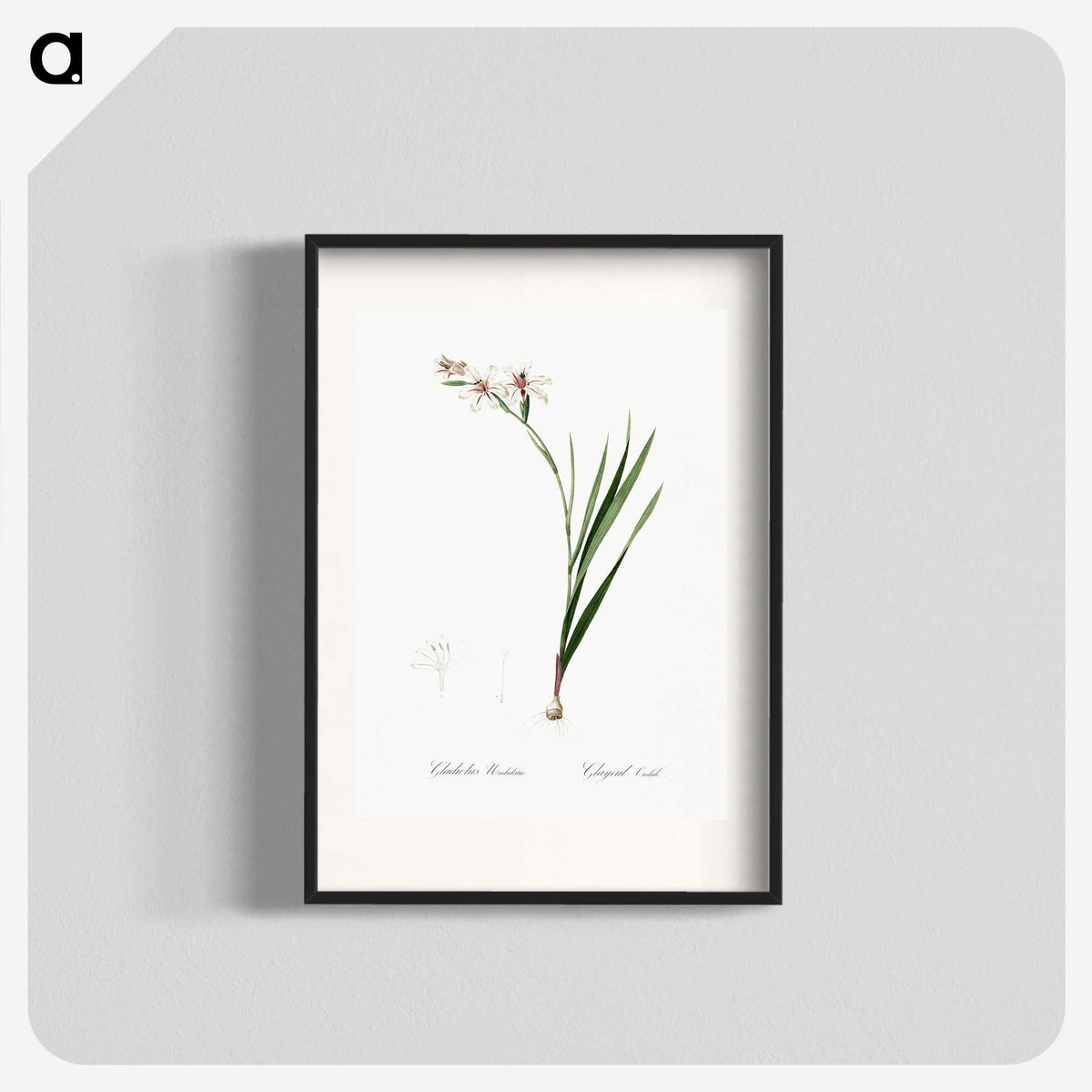 2-89_The-Lilies_blk