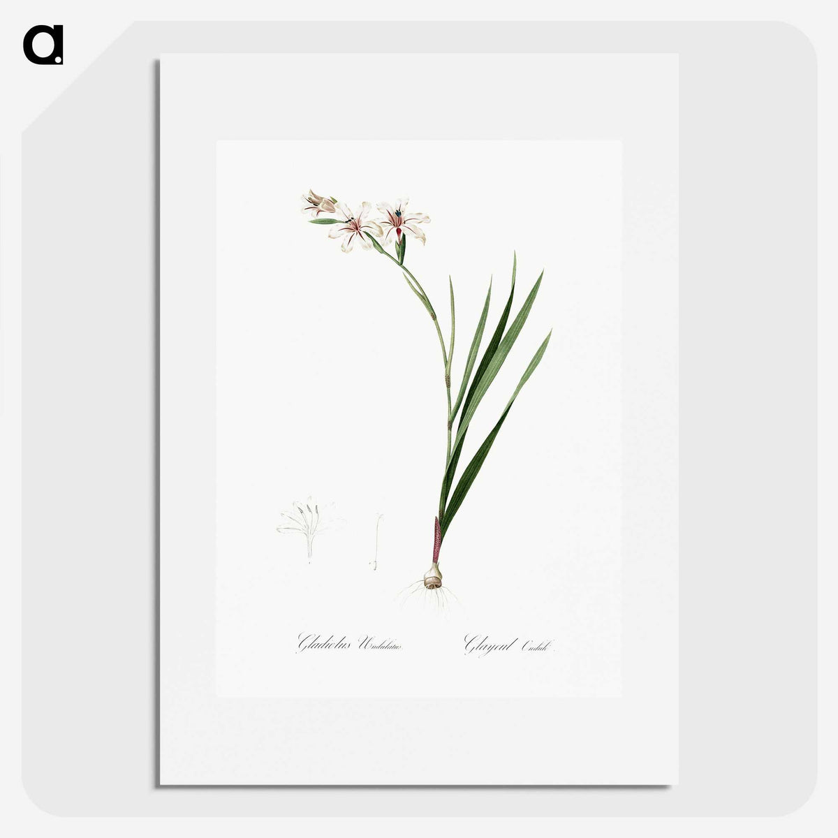 2-89_The-Lilies_picture