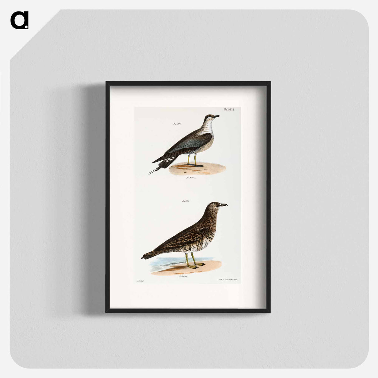 アートポスター-Arctic Hawk Gull (Lestris buffoni) 292. Pomarine Hawk Gull (Lestris pomarinus) illustration from Zoology of New York by - ニューヨークの動物学 Poster.