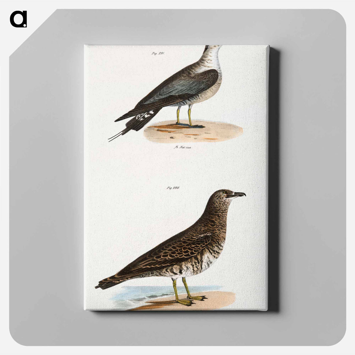 Arctic Hawk Gull (Lestris buffoni) 292. Pomarine Hawk Gull (Lestris pomarinus) illustration from Zoology of New York by - Zoology of New York Canvas.