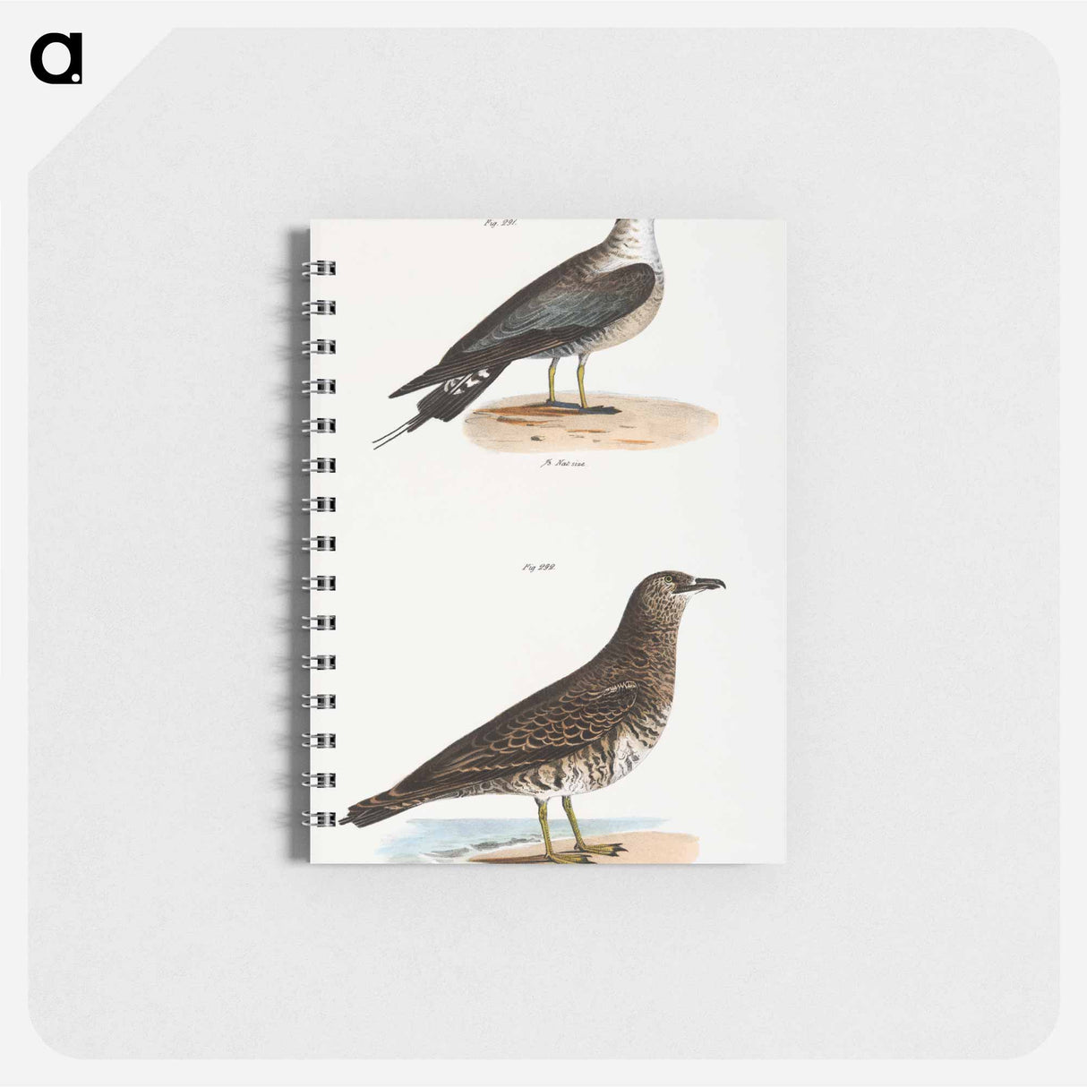 アートメモ帳-Arctic Hawk Gull (Lestris buffoni) 292. Pomarine Hawk Gull (Lestris pomarinus) illustration from Zoology of New York by - ニューヨークの動物学 Memo.