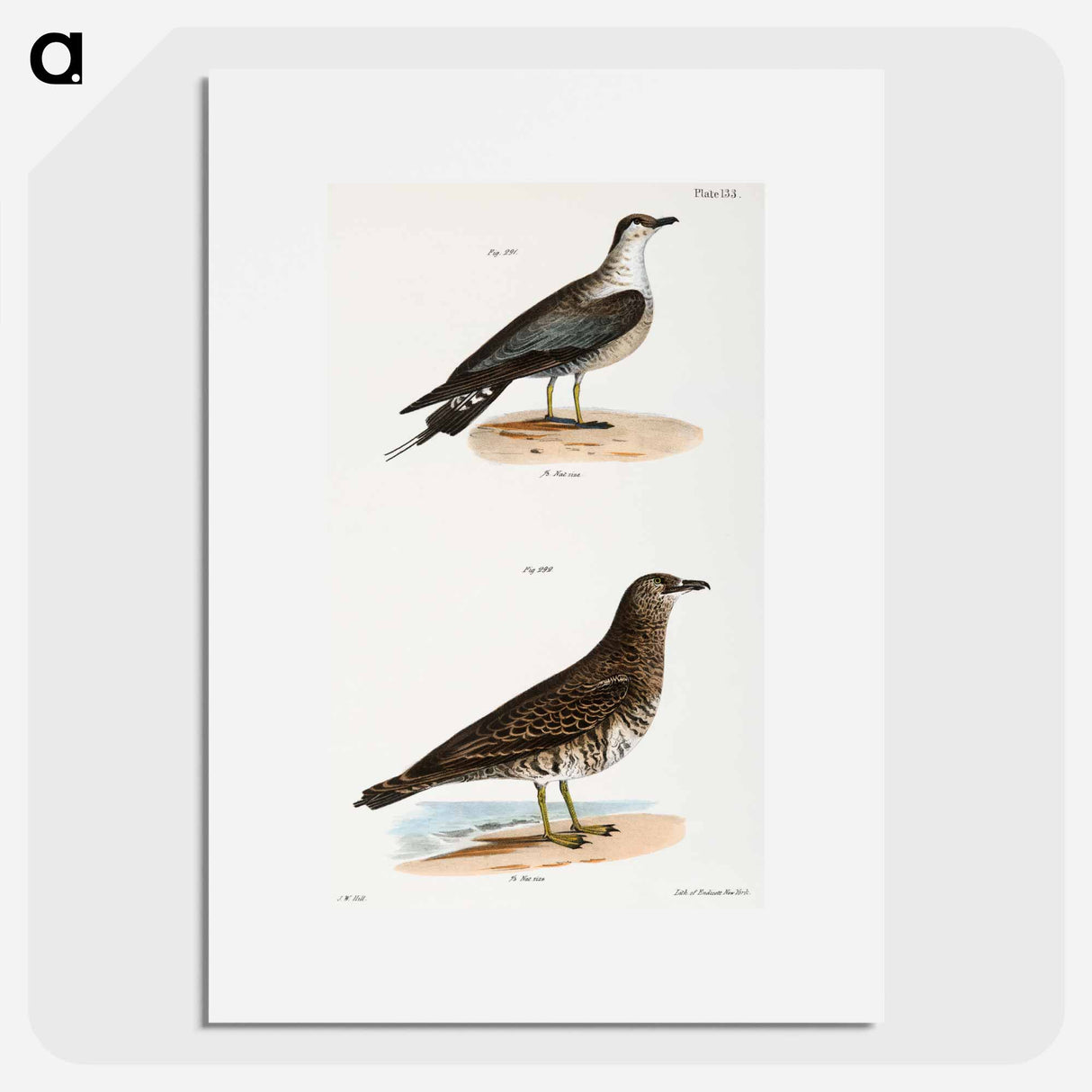 アートポスター-Arctic Hawk Gull (Lestris buffoni) 292. Pomarine Hawk Gull (Lestris pomarinus) illustration from Zoology of New York by - ニューヨークの動物学 Poster.