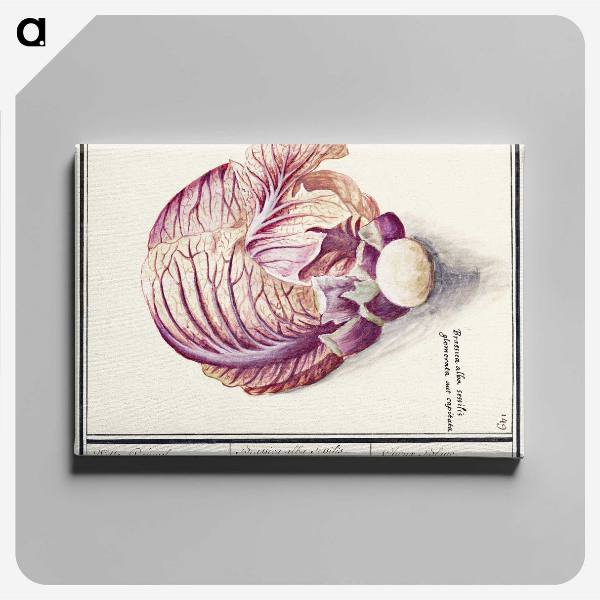 2-8_Anselmus-Boetius-de-Boodt_canvas