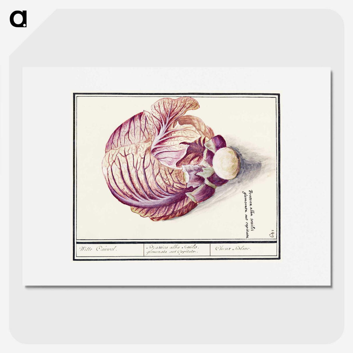 2-8_Anselmus-Boetius-de-Boodt_picture
