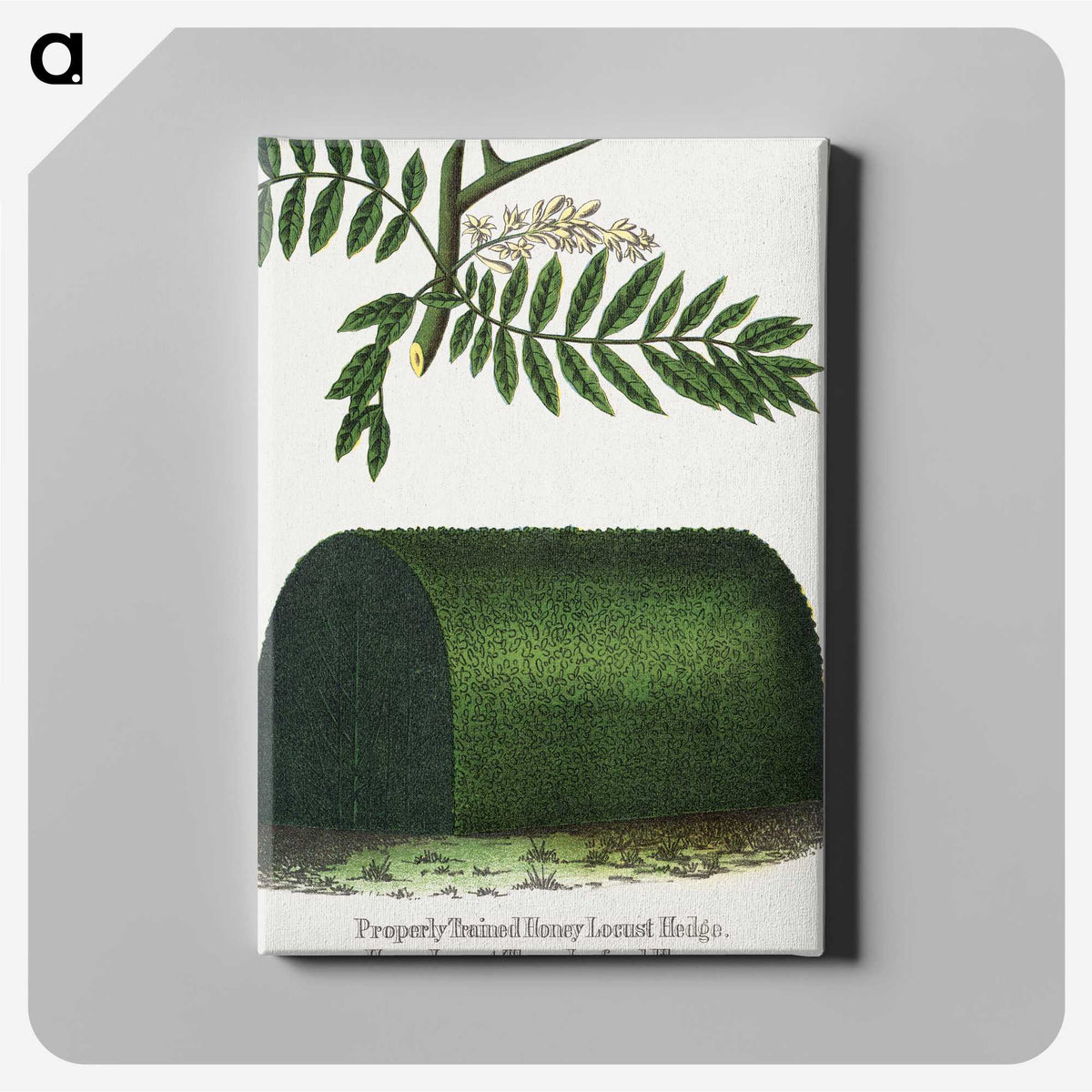 2-8_Botanical-Specimen-Plates_canvas
