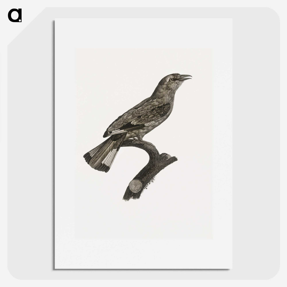 2-8_Des-Oiseaux-de-Paradis_picture
