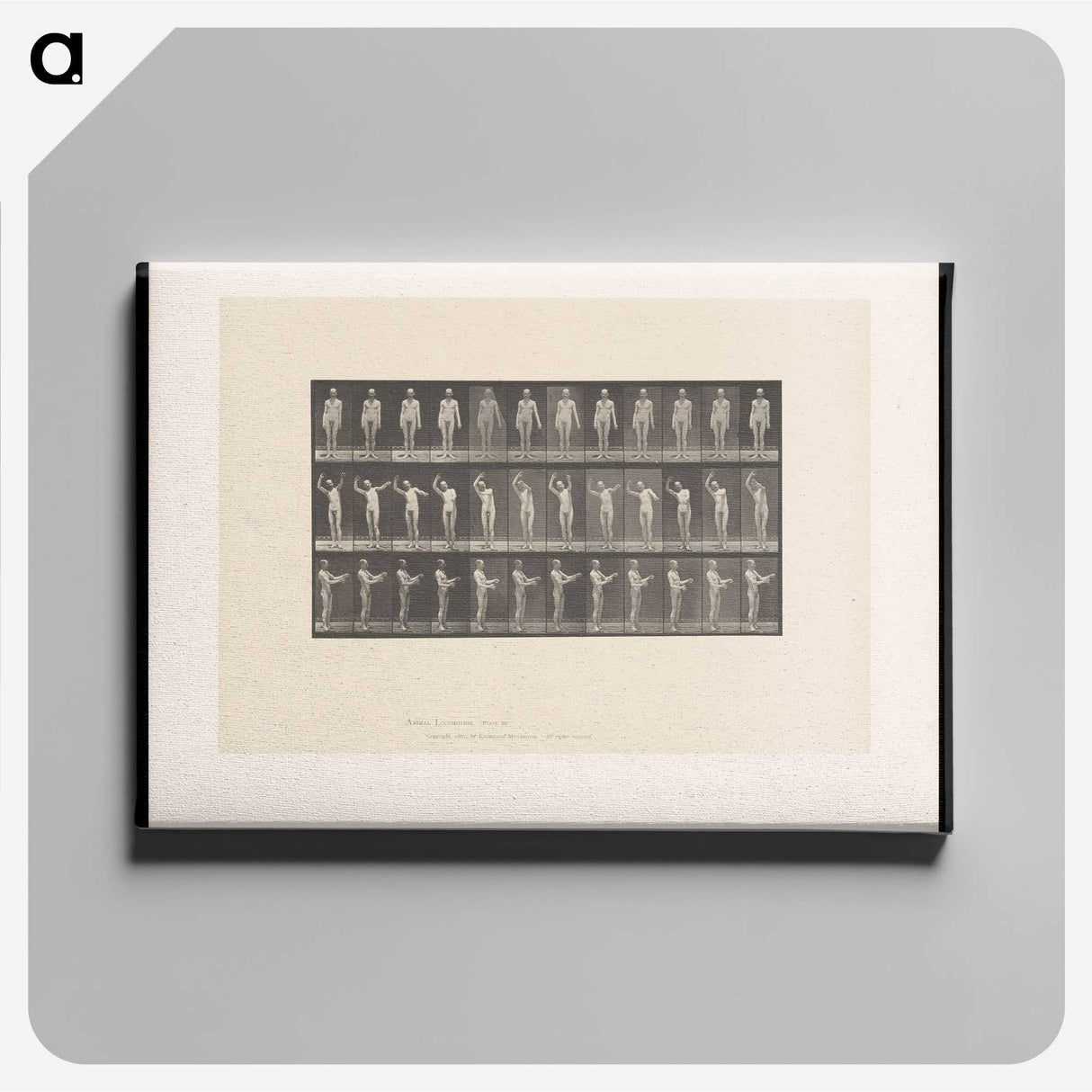 2-8_Eadweard-Muybridge_canvas