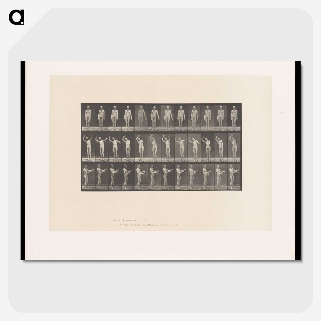 2-8_Eadweard-Muybridge_picture-crop