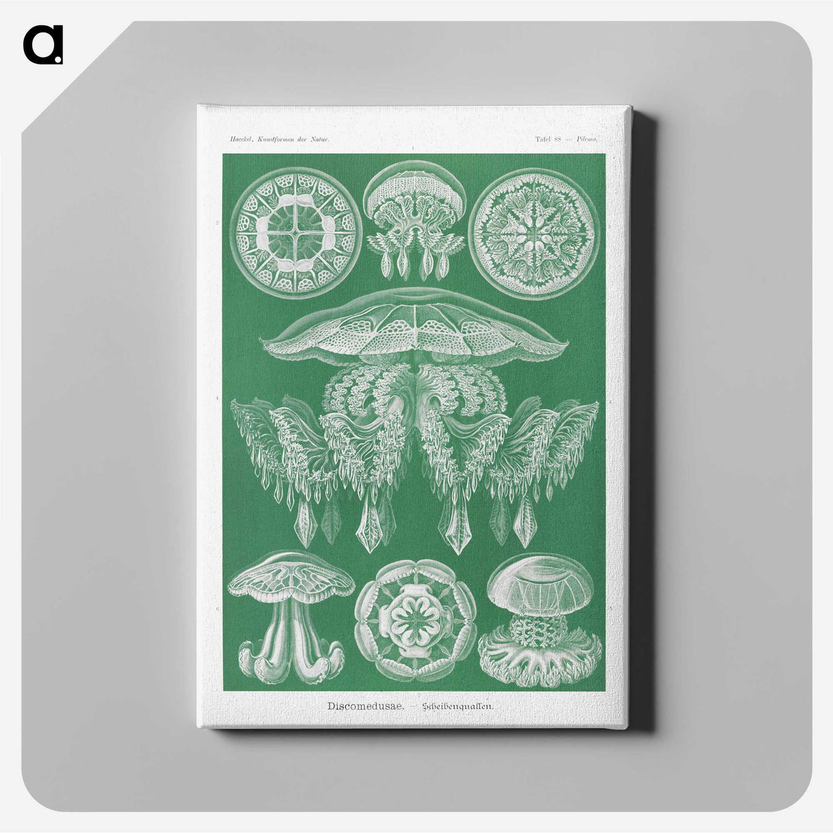 2-8_Ernst-Haeckel_canvas