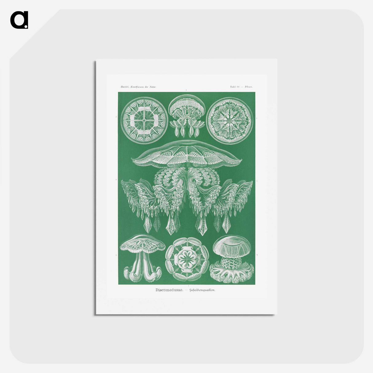 2-8_Ernst-Haeckel_hagaki