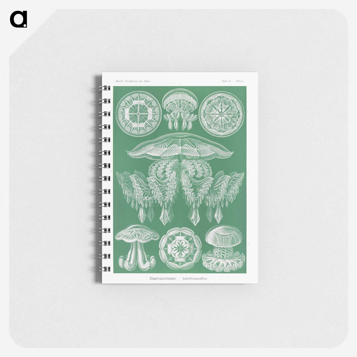 2-8_Ernst-Haeckel_memo