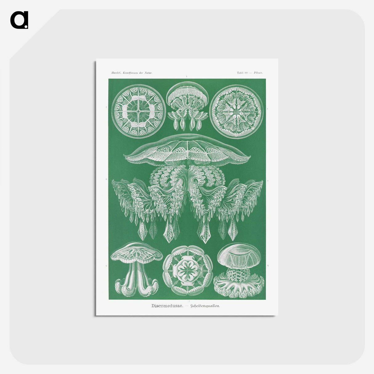 2-8_Ernst-Haeckel_postcard