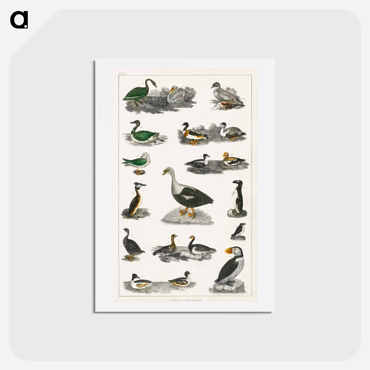 アートポストカード-Birds from Animated Nature
- ゴールドスミスの生き生きとした自然 Postcard.