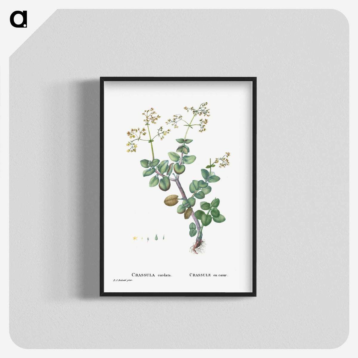 2-8_Histoire-des-Plantes-Grasses_blk-crop