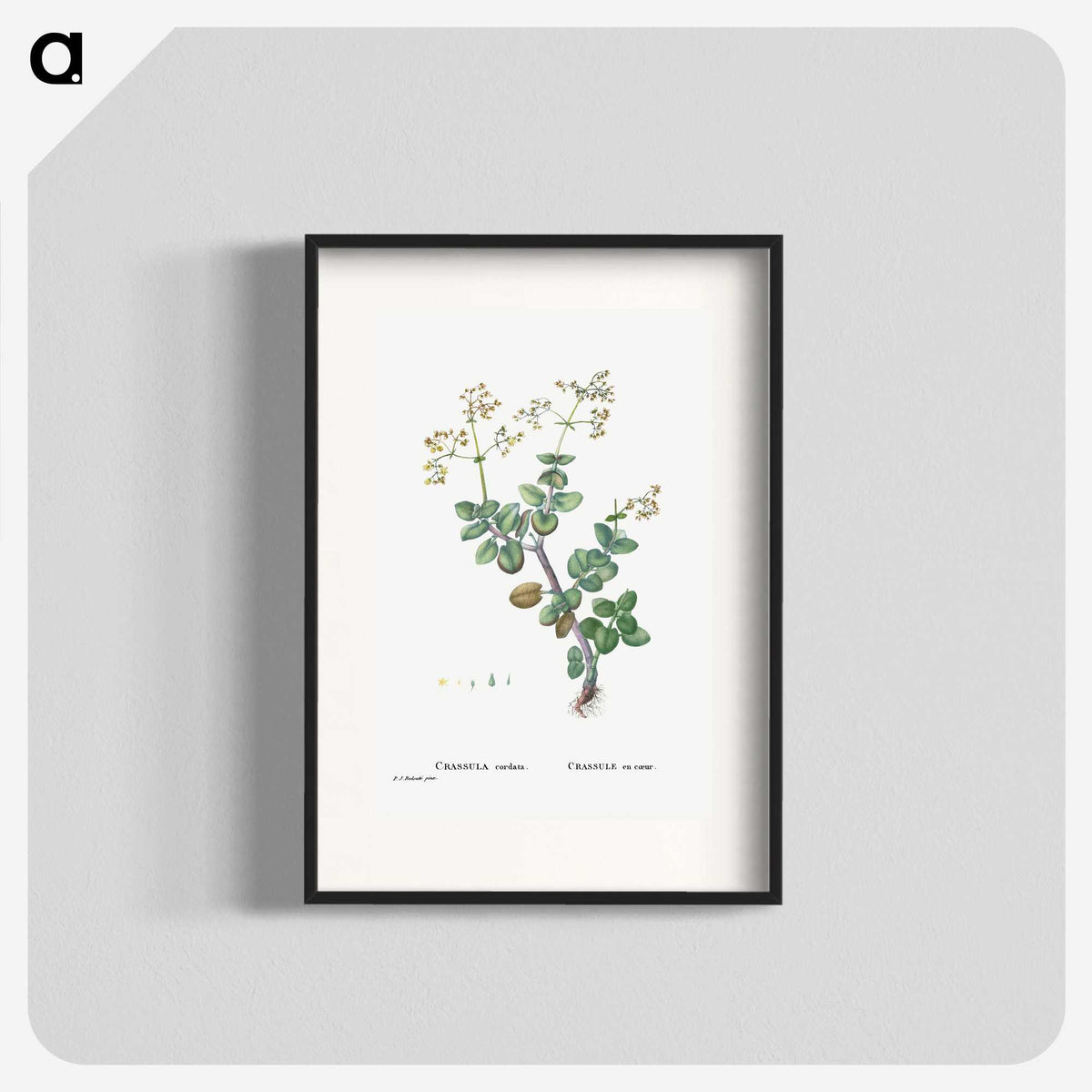 2-8_Histoire-des-Plantes-Grasses_blk