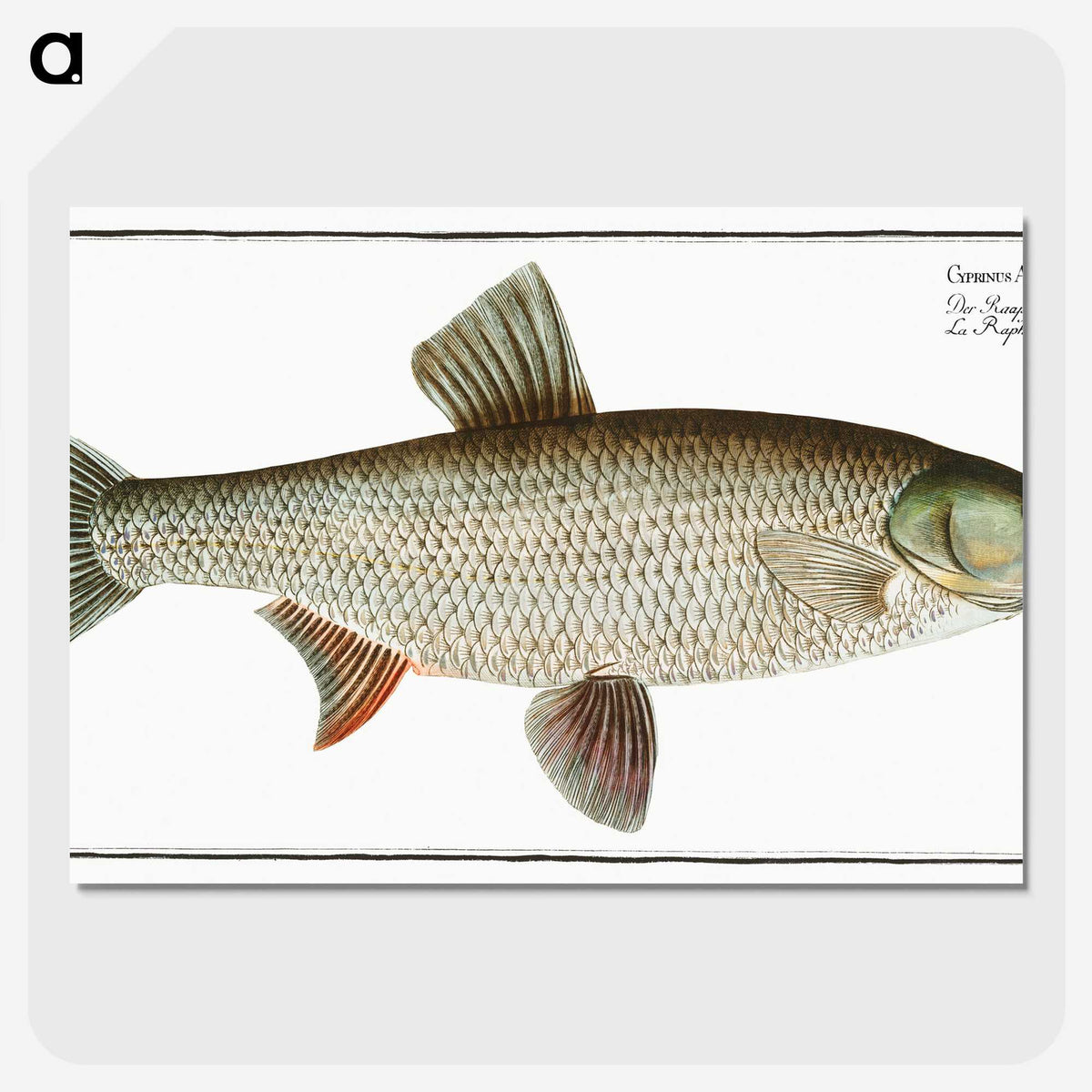 2-8_Ichtyologie-ou-Histoire-naturelle_picture-crop
