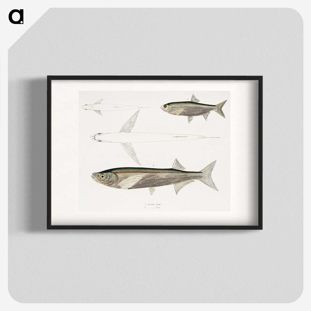 2-8_Indian-Zoology_blk