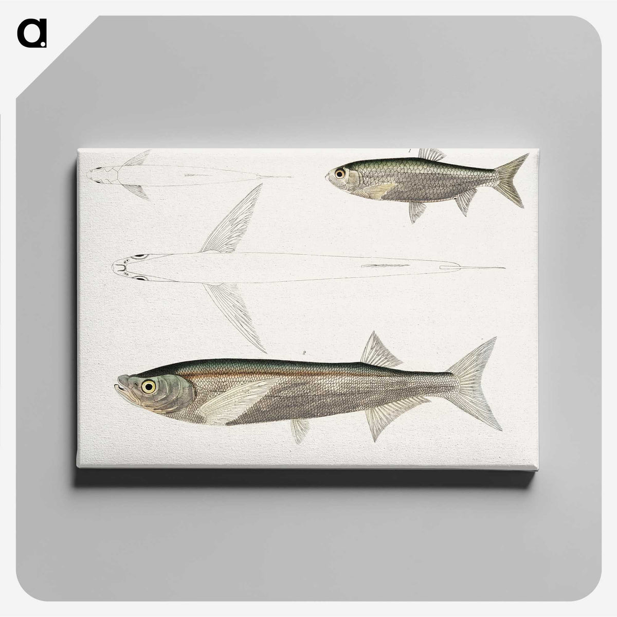 2-8_Indian-Zoology_canvas